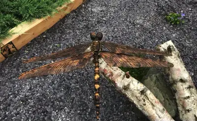 Dragon Fly