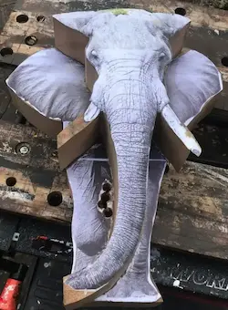 Elephant