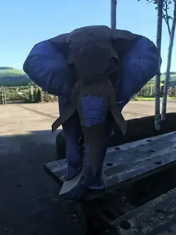 Elephant