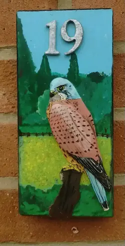 Kestrel on the Door